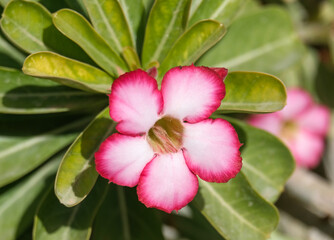 Adenium multiflora (Latin - Adenium Multiflorum) in the Ein Gedi Botanical Garden