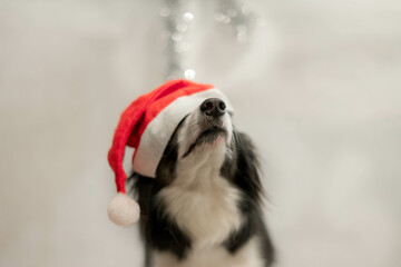 Pies w świątecznej czapce