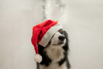 Dog with christmas hat - obrazy, fototapety, plakaty