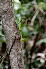 Vertical closeup of the green lizard on the tree trunk.