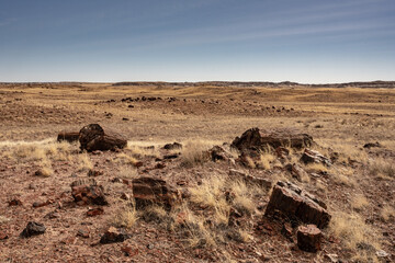 Fototapeta na wymiar Large Chunks Of Petrified Wood And Empty Desert In The Distance