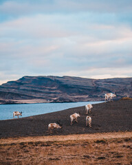 Herd of reindeer grazing on a hill on the lakeshore