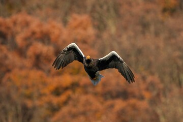きれいに紅葉した山をバックに悠然と飛ぶオオワシの飛翔シーン