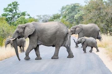 African Elephant Family Crossing Street - obrazy, fototapety, plakaty