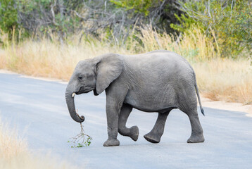 Fototapeta na wymiar African Elephant with Branch on Road