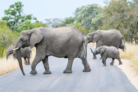 African Elephant Family Crossing Street
