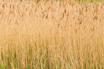 Sweden, Bohuslan, Salto Island, reeds