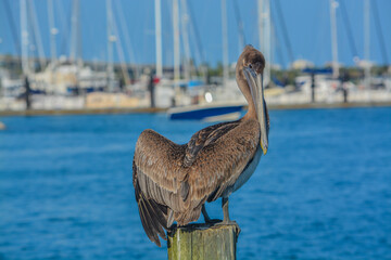 A Brown Pelican, Pelecanus Occidentalis, at Fort Pierce, Florida