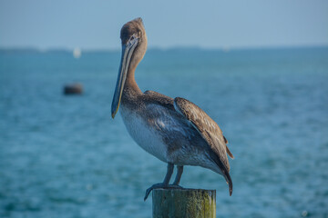 A Brown Pelican, Pelecanus Occidentalis, at Fort Pierce, Florida