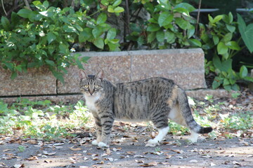 outdoor cat in the park