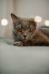 beautiful cute plush grey British cat with yellow eyes on the bed in garlands and Christmas lights. festive animals. decorate a pet. selective focus