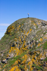 Tourist on top of a hilltop covered by lichen, St Abb's Head National Nature Reserve, Scotland, UK