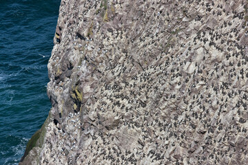 Guillemots on rock, St Abb's Head National Nature Reserve, Scotland, UK