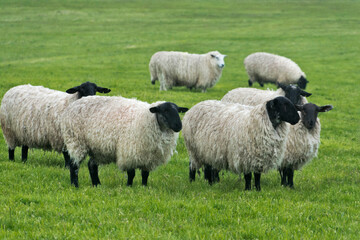 Blackface ewe, Northumberland, England, UK