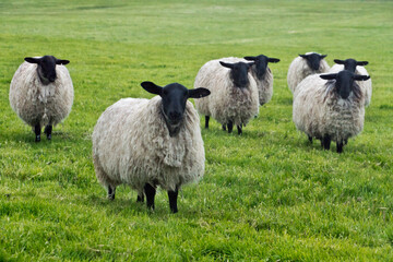 Blackface ewe, Northumberland, England, UK