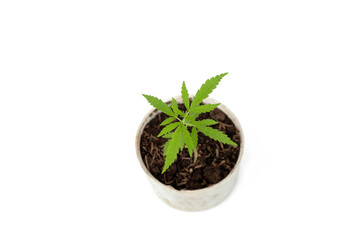 Marijuana tree on white background.