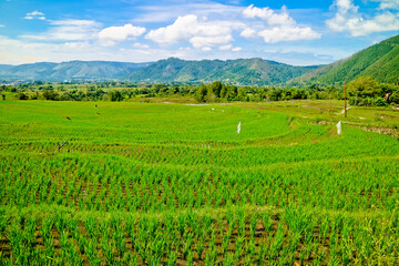 Fototapeta na wymiar Landscape rice filed terrace, north Sumatra