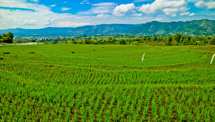 Fototapeta na wymiar Landscape rice filed terrace, north Sumatra