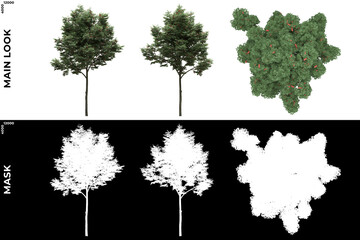 3D Rendering of Front, Left and Top view of Generic Trees with alpha mask to cutout and PNG editing. Forest and Nature Compositing.	
