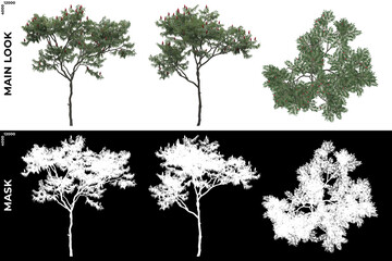 Obraz premium 3D Rendering of Front, Left and Top view of Tree (Picea Pungens) with alpha mask to cutout and PNG editing. Forest and Nature Compositing. 