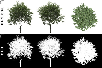 3D Rendering of Front, Left and Top view of Generic Trees with alpha mask to cutout and PNG editing. Forest and Nature Compositing.	
