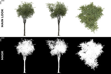 3D Rendering of Front, Left and Top view of Generic Trees with alpha mask to cutout and PNG editing. Forest and Nature Compositing.	
