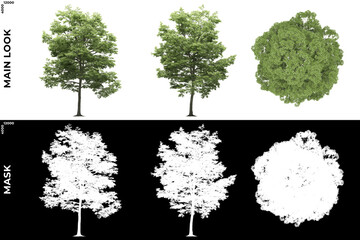 3D Rendering of Front, Left and Top view of Tree (Picea Pungens) with alpha mask to cutout and PNG editing. Forest and Nature Compositing.	
