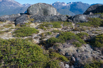 Moss growing on rocks in the mountain, Narsarsuaq, Greenland