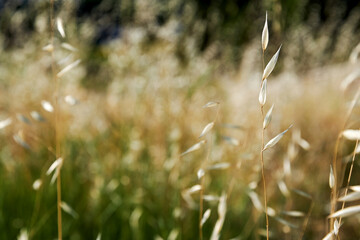 Fototapeta premium Ears of ripe oats grow on the field. Agriculture backgrounds