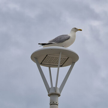 Low Angle Shot Of A Seagull Perched On A Street Lamp