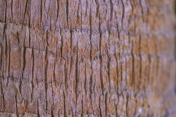 Palm Tree Trunk detail