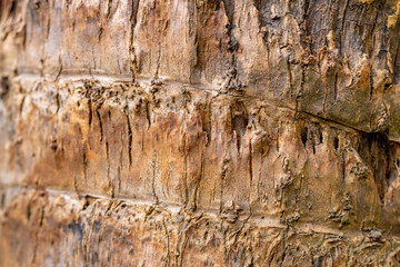 Palm Tree dry bark background texture