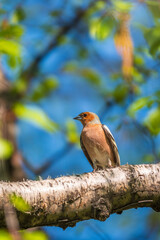 Common chaffinch, Fringilla coelebs, sits on a branch in spring on green background. Common chaffinch in wildlife.