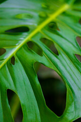 Obraz premium Tropical plant with holes