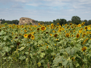 Field of Sunflowers with Pompeys Pillar in the Background