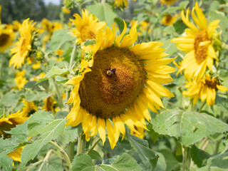 Honeybee on a Sunflower with Field of Sunflowers in Distance