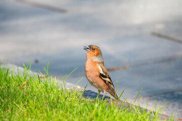 Common chaffinch, Fringilla coelebs, sits on a green lawn in spring. Common chaffinch in wildlife.
