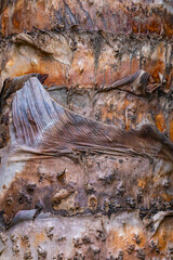 Palm Tree Detail of Bark