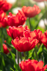 Colorful red tulips blossom in spring garden