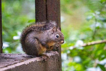 Naklejka na ściany i meble Douglas Squirrel standing on a wooden deck.