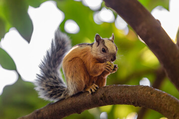 Naklejka na ściany i meble Latin American Squirrel eating a nut