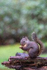 Douglas Squirrel standing on a log eating a peanut.