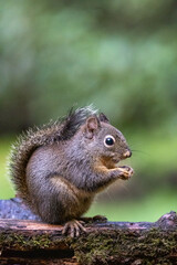 Naklejka na ściany i meble Douglas Squirrel standing on a log eating a peanut.
