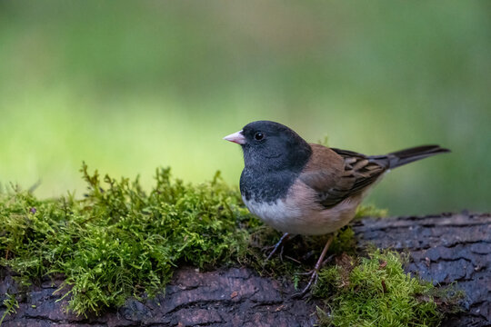 Male Dark-eyed Junco perched on a moss-covered log