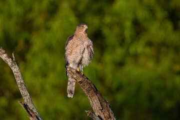 Cooper's Hawk (Accipiter cooperi) perched on stump