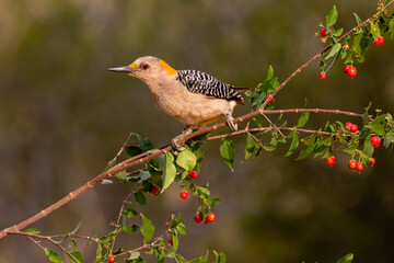 Golden-fronted Woodpecker (Melanerpes aurifrons) perched