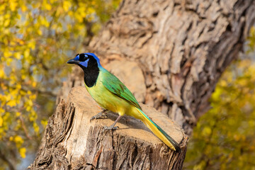 Green Jay (Cyanocorax yncas) perched