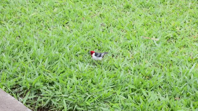 Red-headed bird known as "Northeast Cardinal" (Paroaria Dominicana) moving through grass and feeding