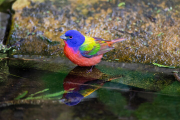 Painted Bunting (Passerina ciris) in spring