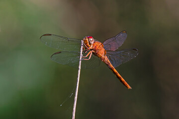 Red-tailed Pennant (Brachymesia furcata) resting on perch